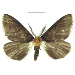 /filer/webapps/moths/media/images/P/paeonistriata_Nothabraxas_PTM_ANHRT_02.jpg