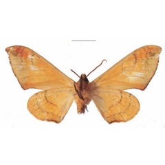/filer/webapps/moths/media/images/B/bianchii_Pseudoclanis_AM_EMEMb.jpg