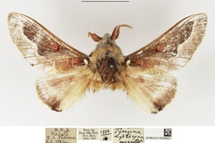 Streblote diplocyma