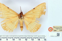 Hypopyra rufescens