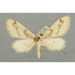 /filer/webapps/moths/media/images/L/lilliputaria_Idaea_AM_TMSA.jpg