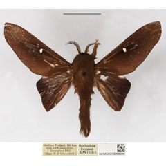 /filer/webapps/moths/media/images/A/attenuata_Borocera_AM_NHMUK.jpg