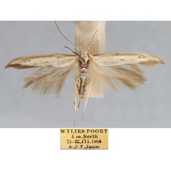/filer/webapps/moths/media/images/B/bosicornella_Scythris_HT_TMSA_3o2qIs5.jpg