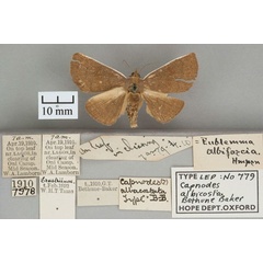 /filer/webapps/moths/media/images/A/albicosta_Capnodes_HT_OUMNH_01.jpg