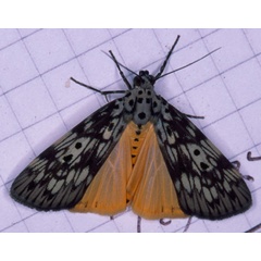 /filer/webapps/moths/media/images/A/agnesae_Sommeria_AF_Roland_01.jpg