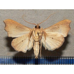/filer/webapps/moths/media/images/E/efulensis_Hondryches_A_Goffb_01.jpg