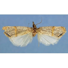 /filer/webapps/moths/media/images/D/delicatalis_Aurotalis_A_Bassi.jpg