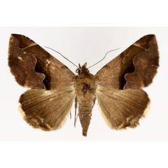 /filer/webapps/moths/media/images/T/triplocyma_Bastilla_AF_TMSA_01.jpg