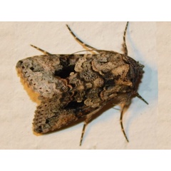 /filer/webapps/moths/media/images/M/molybdina_Ctenoplusia_A_Grobler.jpeg