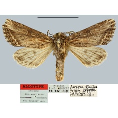 /filer/webapps/moths/media/images/G/guiffrayorum_Acrapex_AT_MNHN.jpg