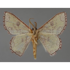 /filer/webapps/moths/media/images/M/multifera_Oneiliana_A_ZSM_02.jpg