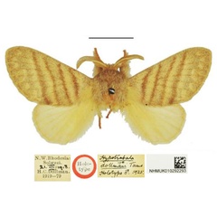 /filer/webapps/moths/media/images/D/dollmani_Pseudometa_HT_NHMUK.jpg