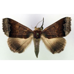 /filer/webapps/moths/media/images/M/mejanesi_Ophiusa_A_RMCA.jpg