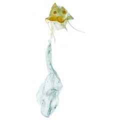 /filer/webapps/moths/media/images/H/helvella_Gnathodes_GFPT_NHMUK_10595.jpg