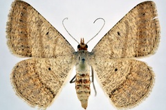 Isturgia catalaunaria