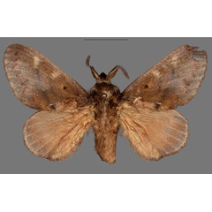 /filer/webapps/moths/media/images/V/versicolora_Stoermeriana_PTM_MfN.jpg