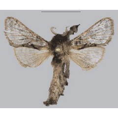 /filer/webapps/moths/media/images/M/maicheri_Sineviella_PTM_Mueller.jpg