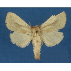 /filer/webapps/moths/media/images/C/carteri_Kroonia_HT_BMNH.jpg