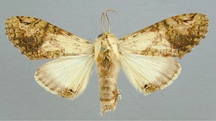 /usr/local/www/sites/moths/media/images/S/sjoestedti_Stemmatophalera_A_RMCA_02.jpg