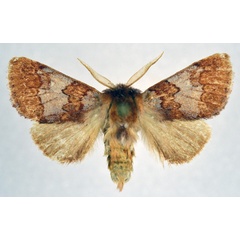 /filer/webapps/moths/media/images/A/alternata_Gaedeina_AM_NHMO.jpg