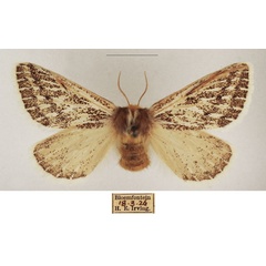 /filer/webapps/moths/media/images/V/vaninia_Rhabdosia_AF_TMSA_02.jpg
