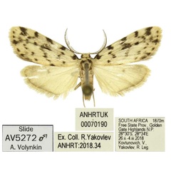 /filer/webapps/moths/media/images/P/punctipennis_Siccia_AM_ANHRT.jpg