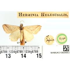 /filer/webapps/moths/media/images/H/helesusalis_Herminia_HT_BMNH.jpg