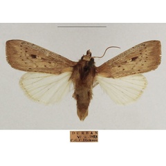 /filer/webapps/moths/media/images/Z/zeae_Leucania_AM_TMSA_02_BeonjUk.jpg