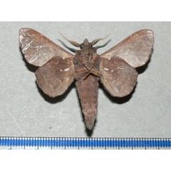/filer/webapps/moths/media/images/B/brunnea_Mimopacha_AM_Goffb_01.jpg