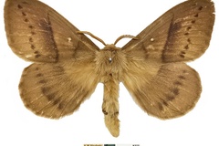 Philotherma fuscescens