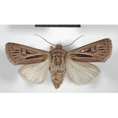 /filer/webapps/moths/media/images/L/longiclava_Agrotis_AF_MSNM.jpg