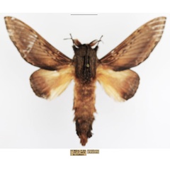 /filer/webapps/moths/media/images/M/marshalli_Grellada_AM_TMSA_02.jpg