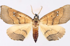 Disticta atava