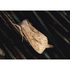 /filer/webapps/moths/media/images/R/rubritincta_Lopiena_A_Roland_01.jpg