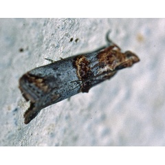 /filer/webapps/moths/media/images/C/capensis_Trachonitis_A_Roland_01.jpg
