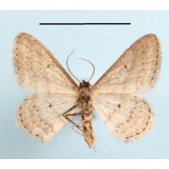 /filer/webapps/moths/media/images/P/punctilineata_Scopula_A_MGCLb_01.JPG