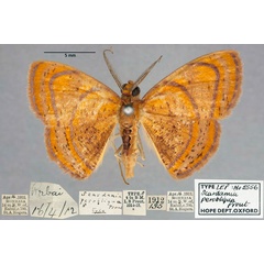 /filer/webapps/moths/media/images/P/perobliqua_Scardamia_HT_OUMNH_01.jpg