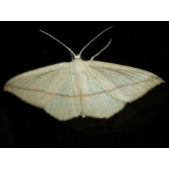 /filer/webapps/moths/media/images/F/falcata_Traminda_A_Sydes.jpeg