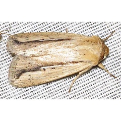 /filer/webapps/moths/media/images/V/viettei_Mythimna_A_Braun_16.jpg