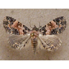 /filer/webapps/moths/media/images/D/decora_Metachrostis_A_Butler.jpg