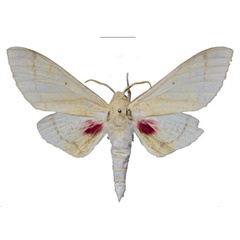/filer/webapps/moths/media/images/R/raymurphyi_Neoclanis_HT_EMEMa.jpg