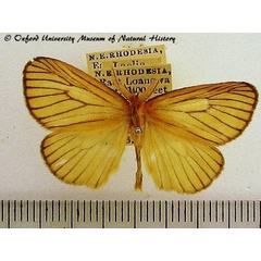 /filer/webapps/moths/media/images/P/phlebitis_Cropera_AM_OUMNH_01.jpg