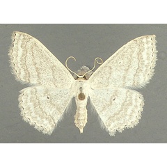 /filer/webapps/moths/media/images/O/opperta_Scopula_AF_TMSA.jpg