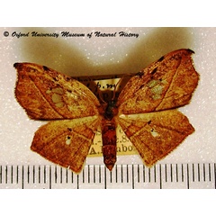 /filer/webapps/moths/media/images/M/miserrima_Spidia_A_OUMNH_02.jpg