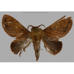/filer/webapps/moths/media/images/B/barbarae_Pseudometa_PTM_Mueller_04.jpg