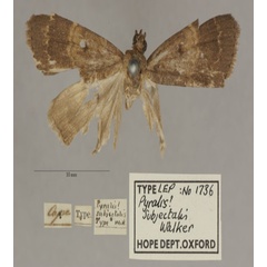 /filer/webapps/moths/media/images/S/subjectalis_Pyralis_PT_OUMNHa_01.jpg