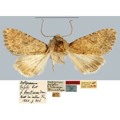 /filer/webapps/moths/media/images/F/fructicosae_Scotogramma_STM_MNHN.jpg