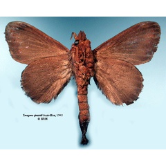 /filer/webapps/moths/media/images/S/sjostedti_Taragama_HT_SNHMb.jpg