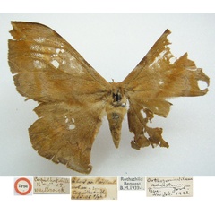 /filer/webapps/moths/media/images/A/adustum_Orthogonioptilum_HT_BMNH.jpg