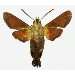 /filer/webapps/moths/media/images/T/trochilus_Macroglossum_AM_Basquin_01b.jpg